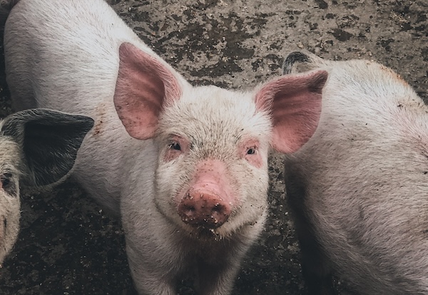 CO2 Ausstoß Lebensmittel, Essen, Produktion, Käse, Fleisch, Rindfleisch, Umwelt, Herstellung, Umweltschutz