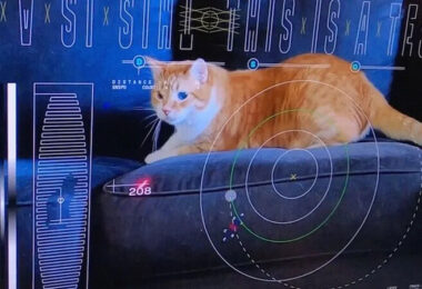 NASA, Katzenvideo, Katze, Weltraum, Übertragung