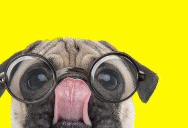 Petfluencer, Tiere, Haustiere, Instagram, Social Media, Soziale Medien, Online, Follower, Likes, Online Marketing, Social Media Marketing