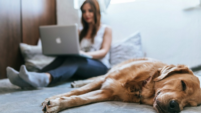 Homeoffice vs. Büro, Homeoffice im Bett