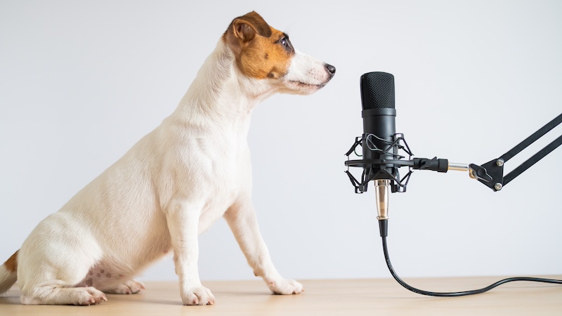 KI mit Hund sprechen, KI, Künstliche Intelligenz, Hund