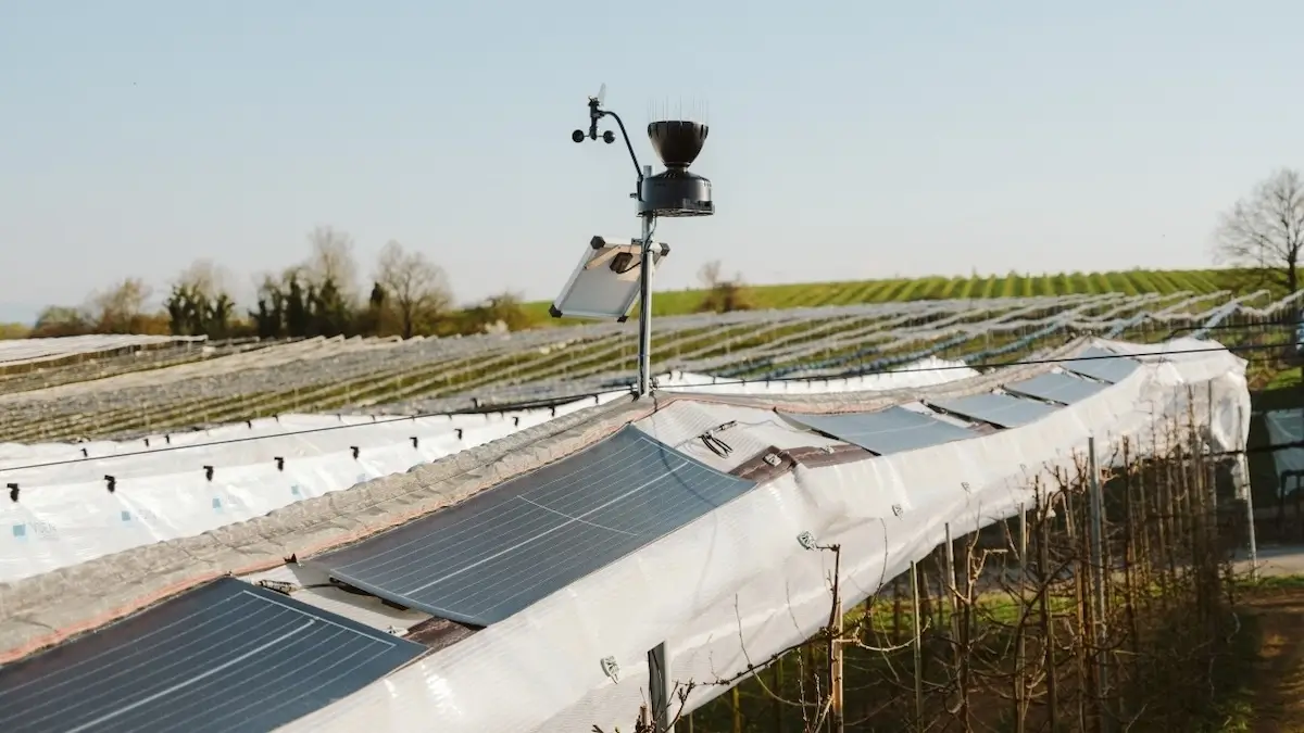 Agri-Photovoltaik Solaranlagen schützen Schutz Obstbäume