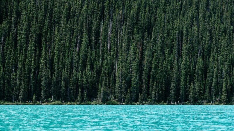 Wald See Natur Wasser