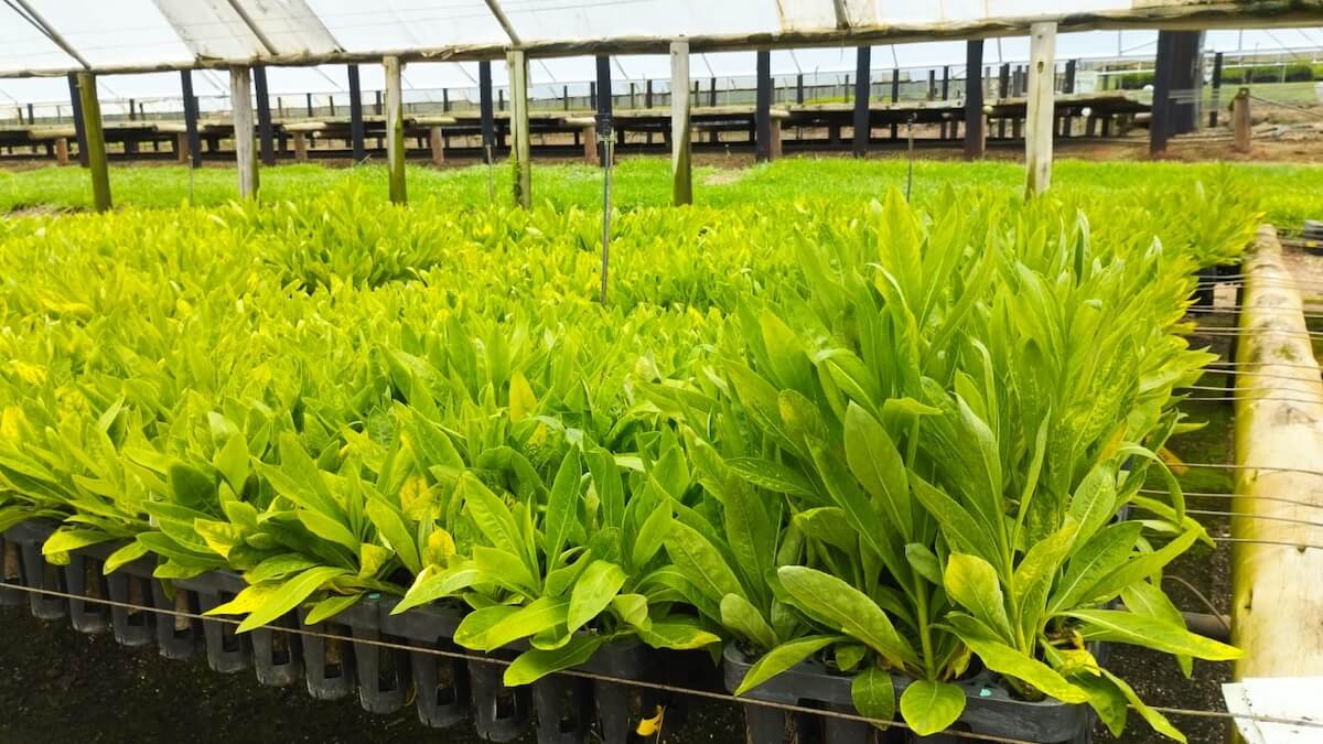 Batterien Nickel Gänseblümchen Akku Energiewende Elektromobilität