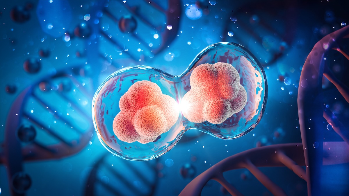 KI Krankheiten erkennen DOLPHIN