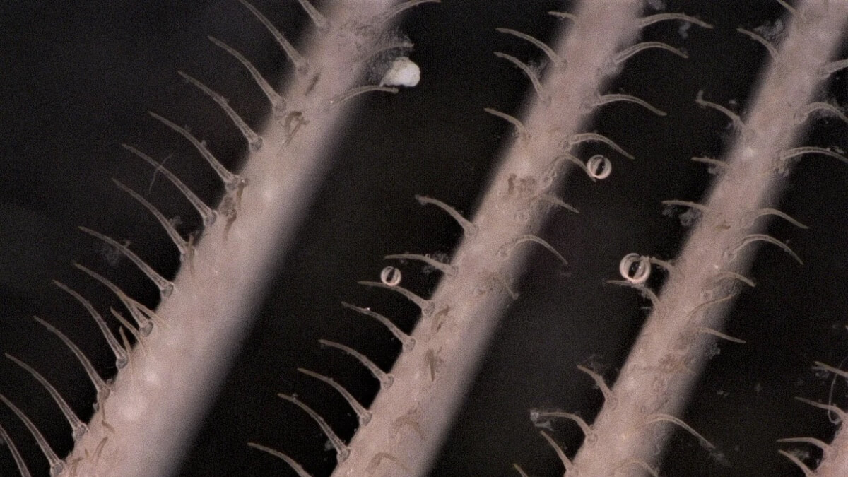 Microplastic filter microplastic filter washing machine microplastic plastic environmental pollution