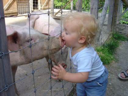 pig-kiss