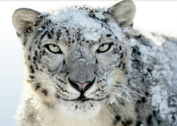 snowleopard